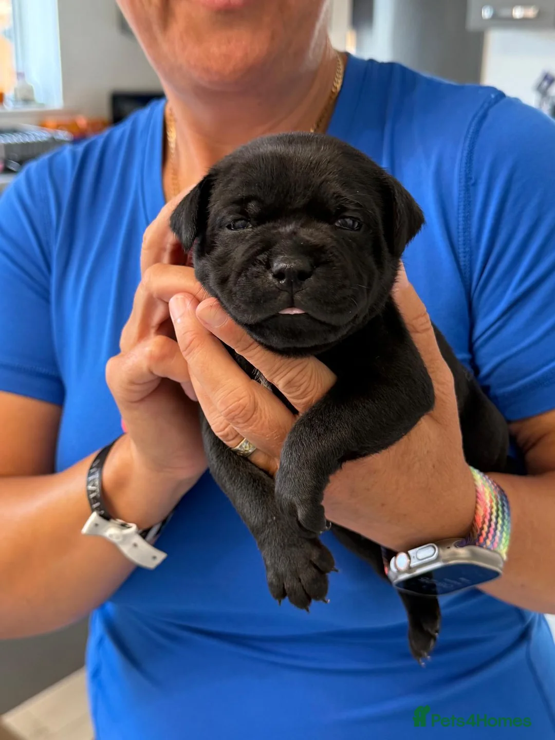 Staffordshire Bull Terrier dogs for sale: Scuba_staffies waiting list open. Valglo x bronson - Advert 7