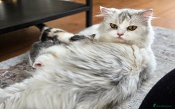 Mixed Breed cats for sale: Persian x kittens  - Image 11