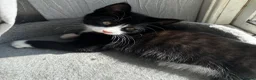 Mixed Breed cats for sale: Beautiful tuxedo kittens - Advert 12