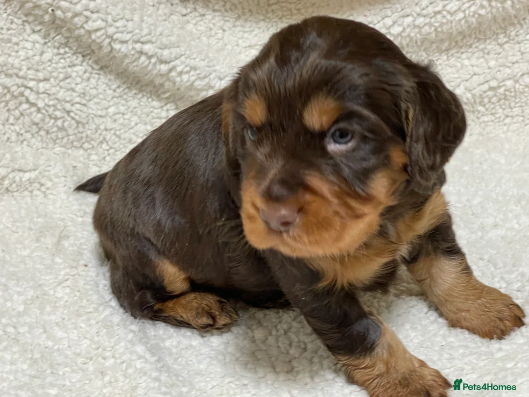 Cocker Spaniel dogs for sale: Working cocker spaniels - Advert 14