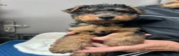 Welsh Terrier dogs for sale: Female KC Reg PLL Clear Welsh Terrier Puppy - Advert 3