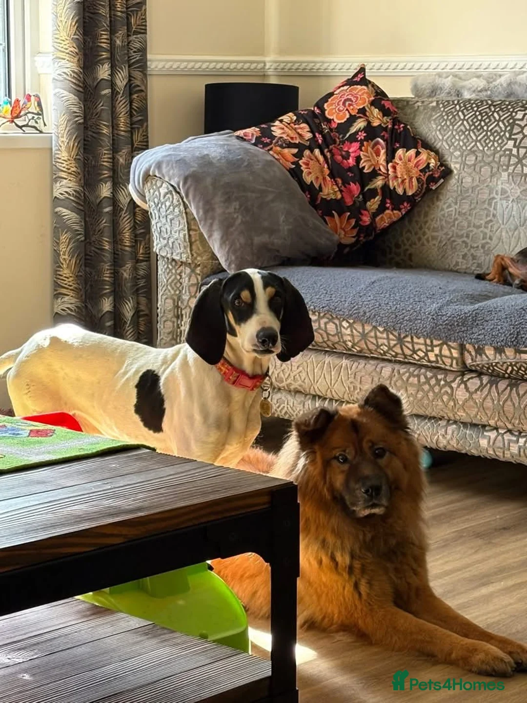 Mixed Breed dogs for adoption: Mickey is ready for a family  - Advert 2