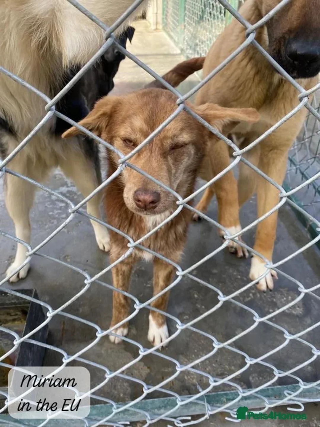 Mixed Breed dogs for adoption: Miriam, 14 months approx. Available for adoption.. - Advert 13