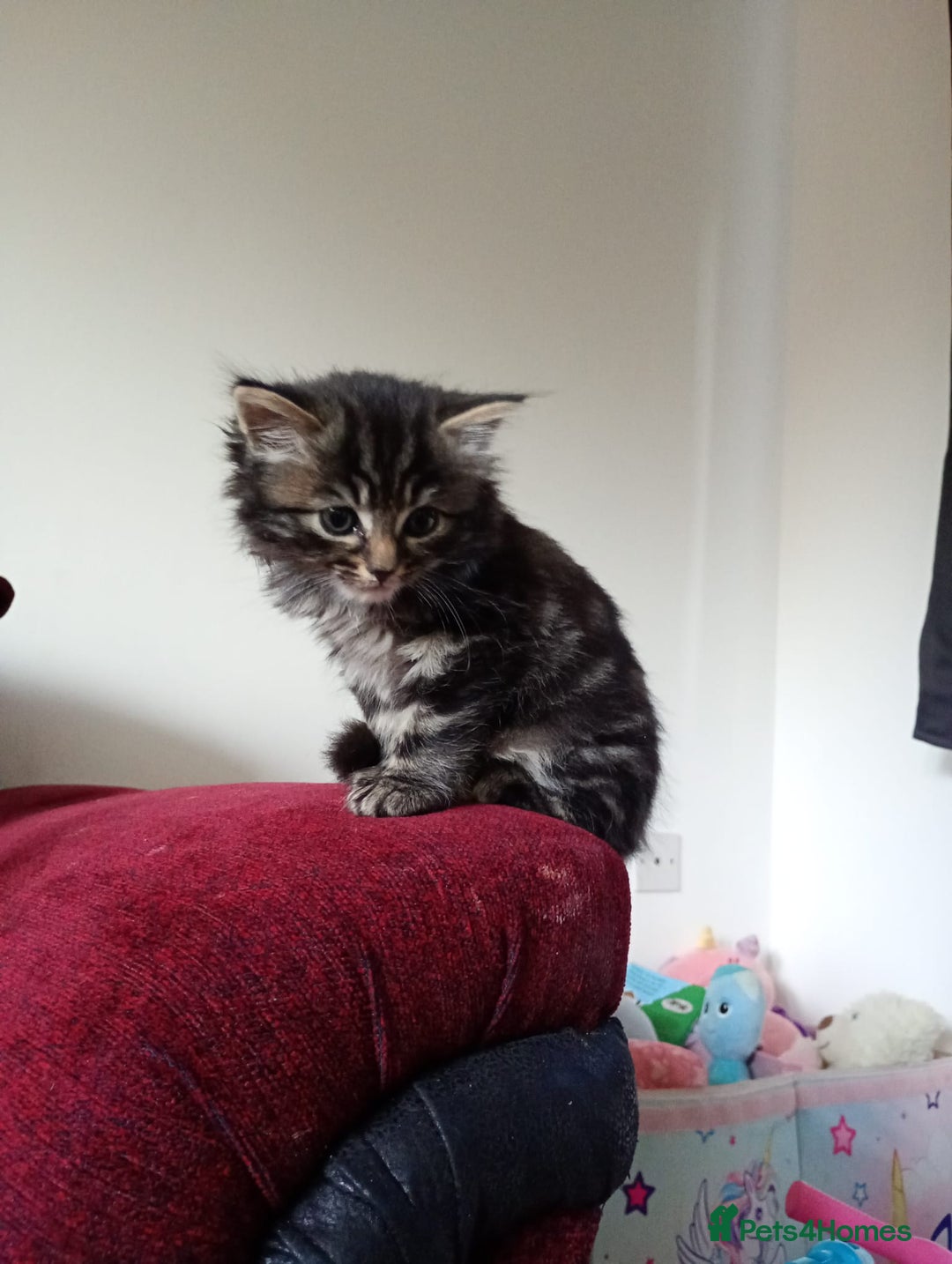 Mixed Breed cats for sale: Tabby grey kitten for sale - Image 2