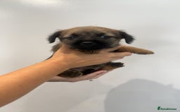 Border Terrier dogs for sale: Stunning litter of 4 boarder terrier puppies - Image 7