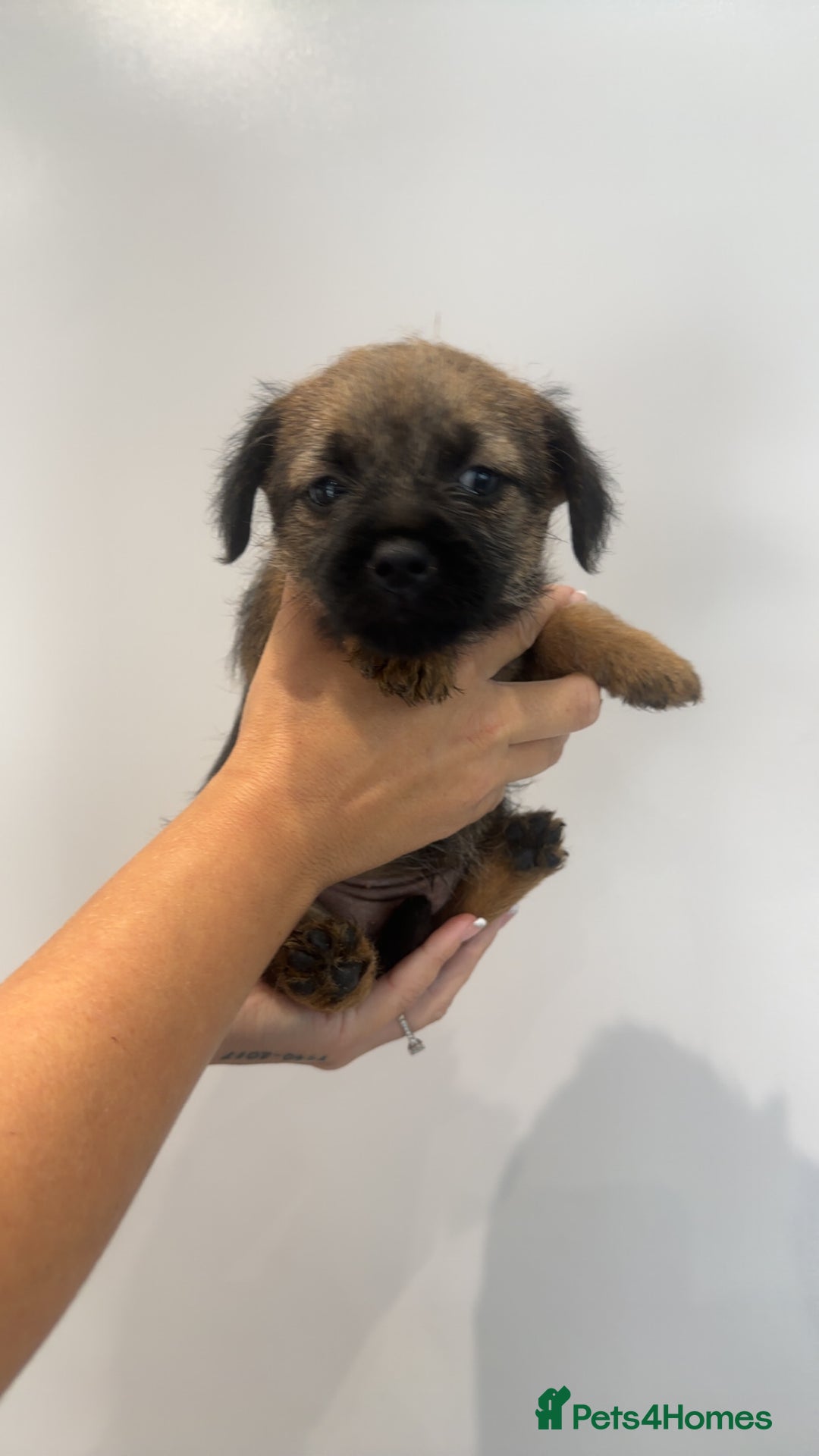 Border Terrier dogs for sale: Stunning litter of 4 boarder terrier puppies - Image 7