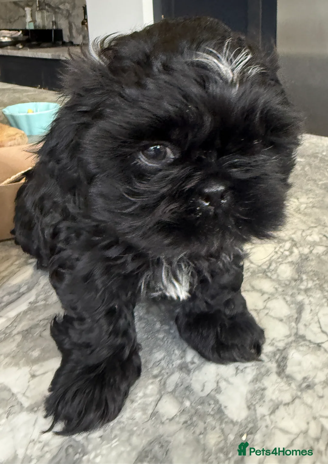 Shih Tzu dogs for sale: Shih Tzu Beauties, Imperial lines - Advert 12