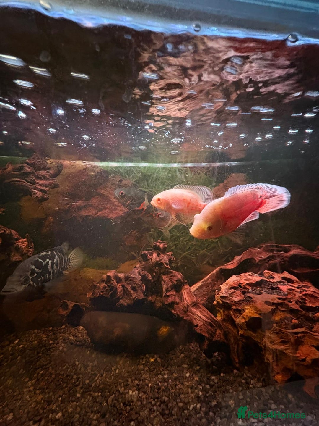 Cichlids fish for sale: 3 Oscars, 1 Cuban Cichlid - Image 6