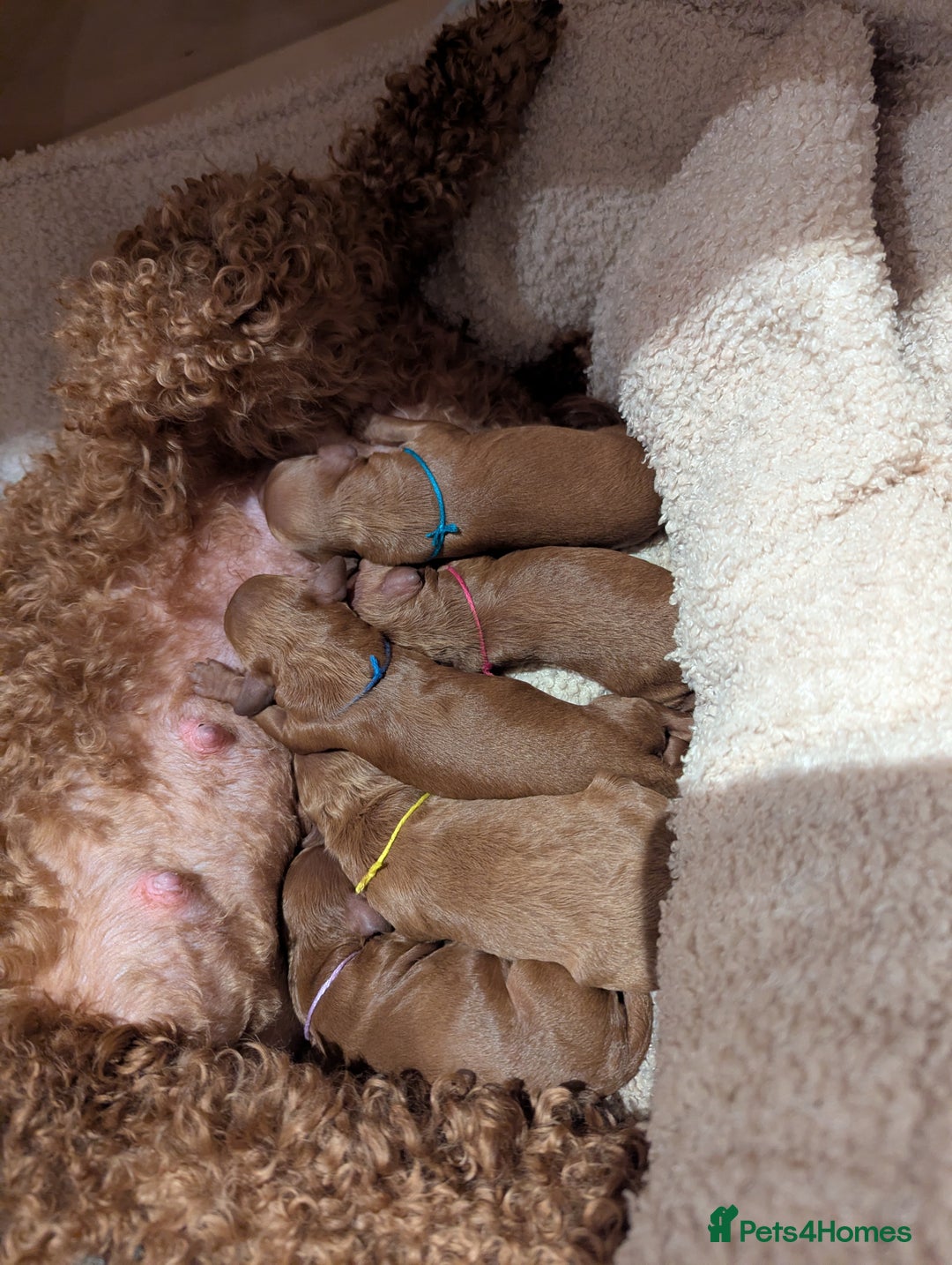 Miniature Poodle dogs for sale: Prestine pedigree poodles - Advert 3