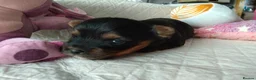 Yorkshire Terrier dogs for sale: 2 Sweter Yorkshire Terrier puppy in Swindon - Advert 6