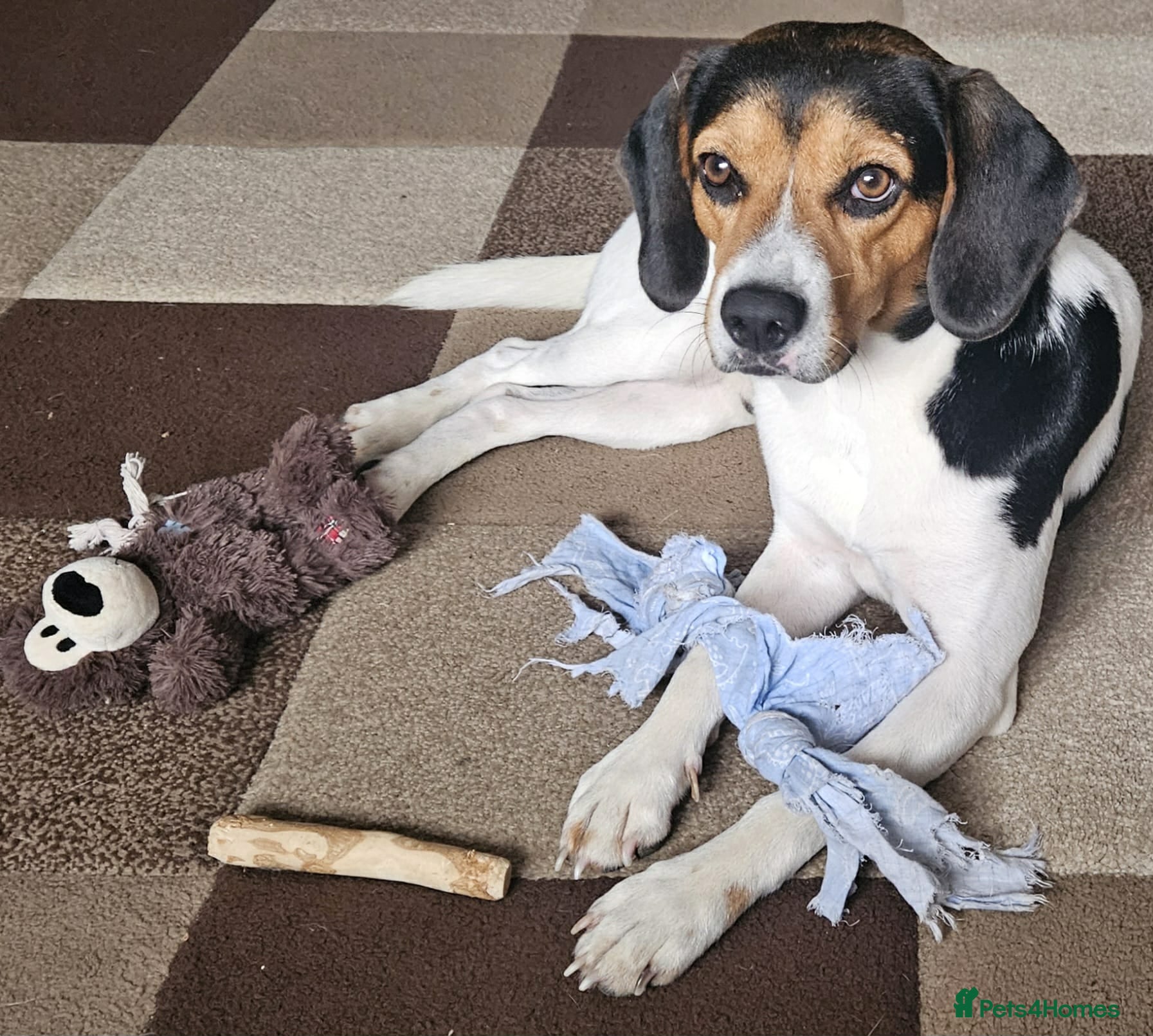 Beagle dogs Cooper is in Hampshire & waiting for his family  - Advert 3