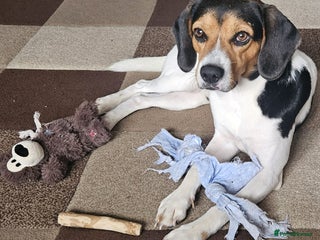 Beagle dogs Cooper is in Hampshire & waiting for his family - Advert 15