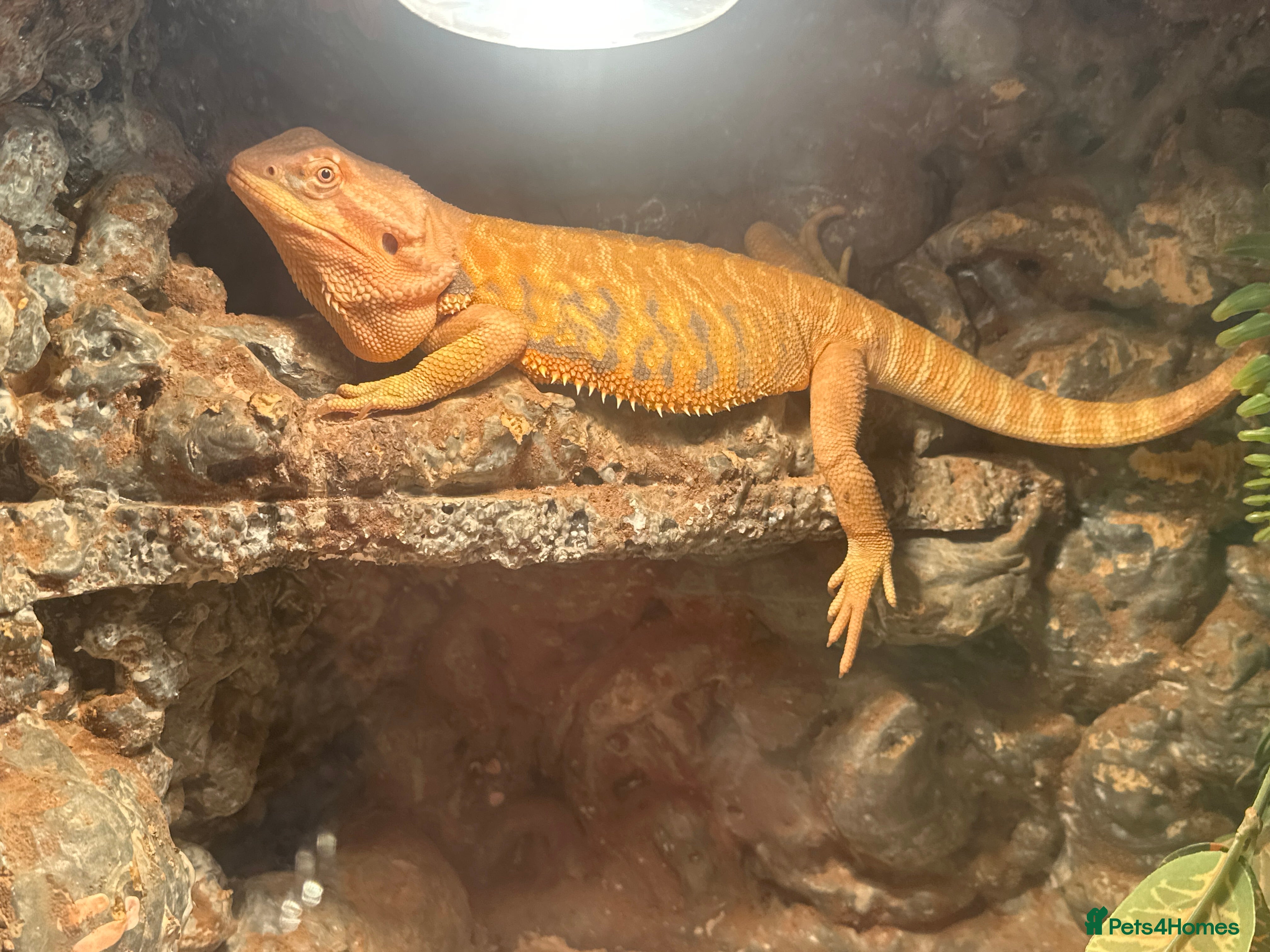 Bearded Dragon reptiles One year-old female bearded dragon - Advert 16