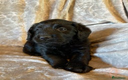 Labradoodle dogs for sale: Rare mini labradoodles variety of colours! - Image 4