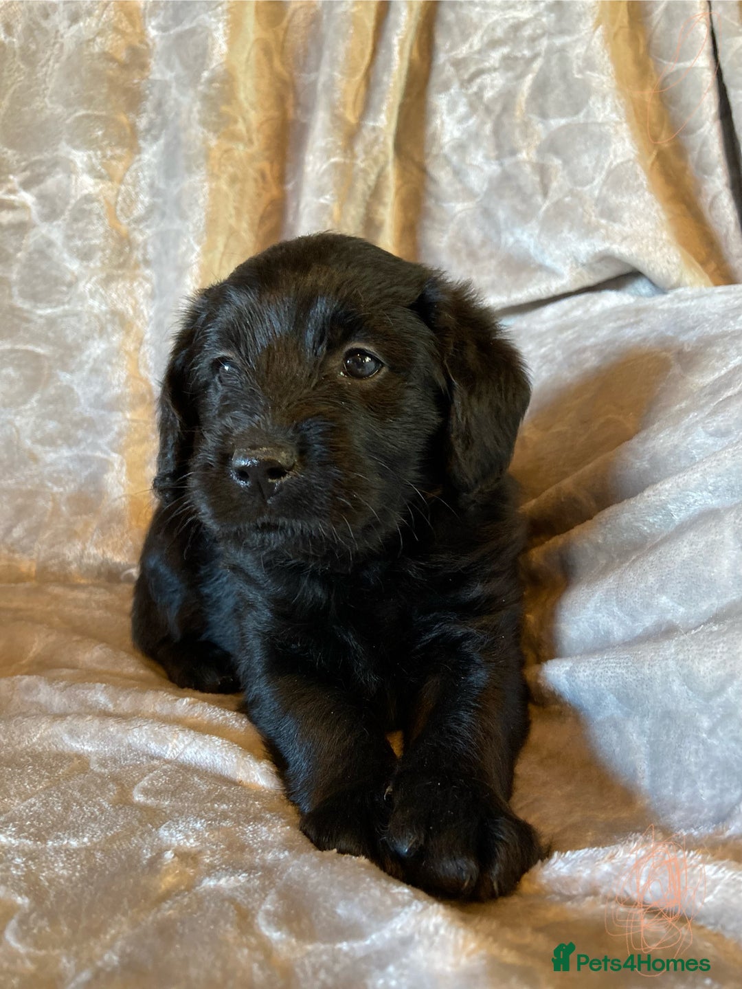 Labradoodle dogs for sale: Rare mini labradoodles variety of colours! - Image 4