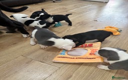 Mixed Breed dogs for sale: American French bulldog  - Image 15