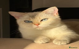 Scottish Fold cats for sale: *LUXURY SCOTTISH FOLD & 1 STRAIGHT KITTENS* - Advert 2