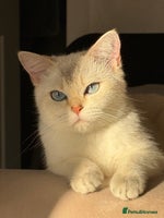 Scottish Fold cats *LUXURY SCOTTISH FOLD & 1 STRAIGHT KITTENS* - Advert 5