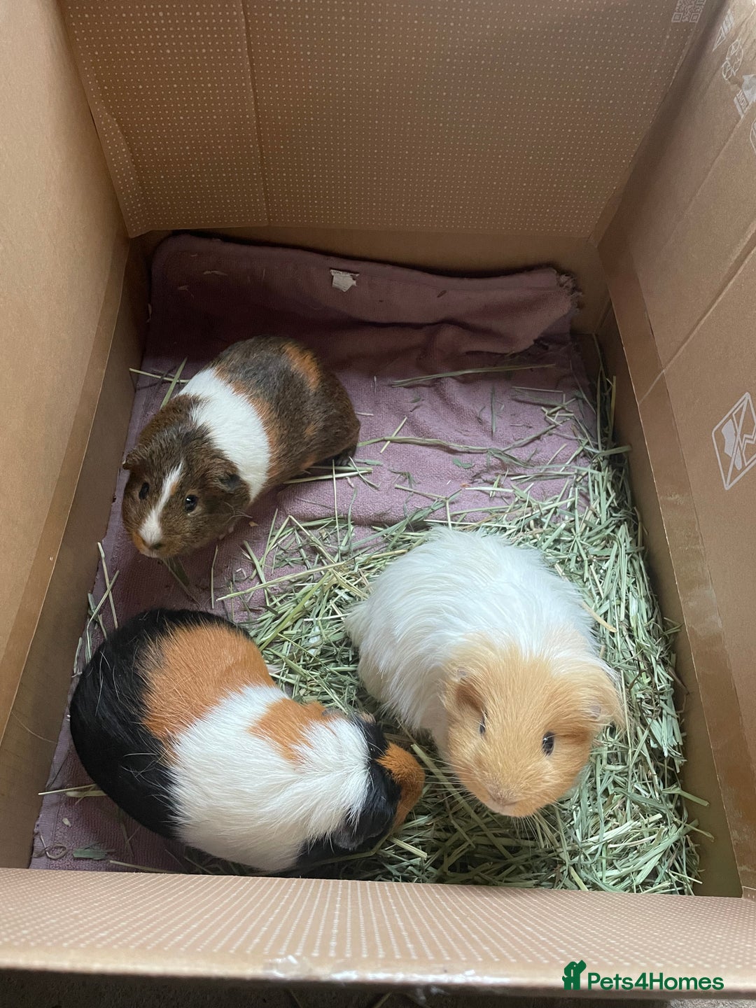 Guinea Pig rodents for sale: Guinea pig family - Advert 3