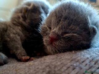 British Shorthair cats British blue kittens GCCF registered 🩷💜 - Advert 1