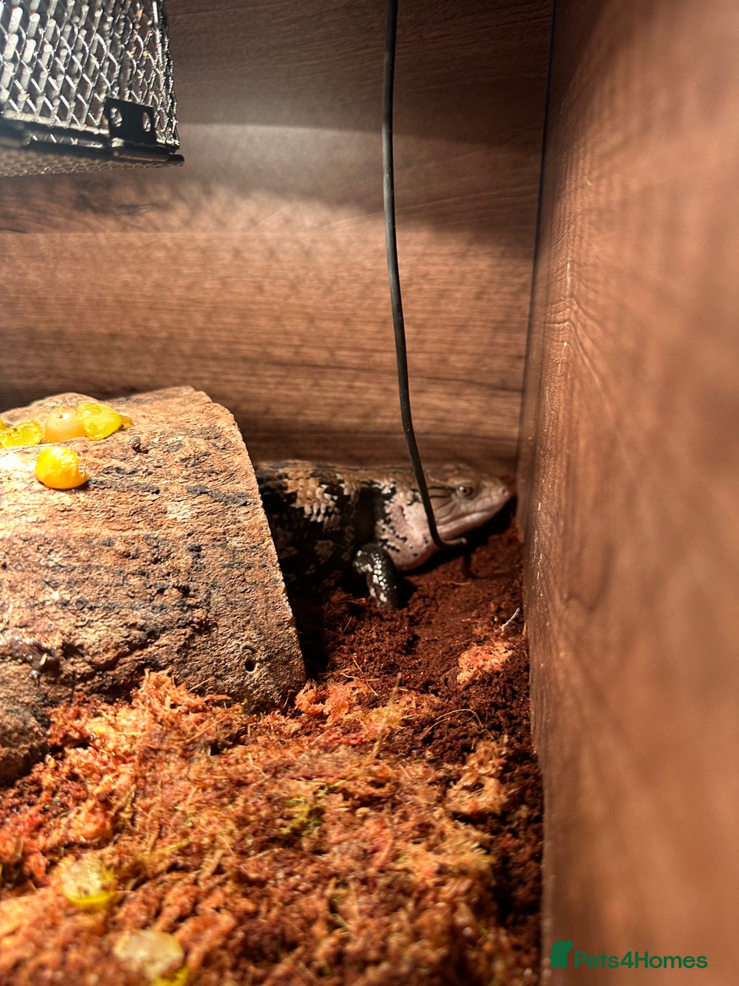 Skink reptiles for sale: Male adult blue tongue skink - Advert 3