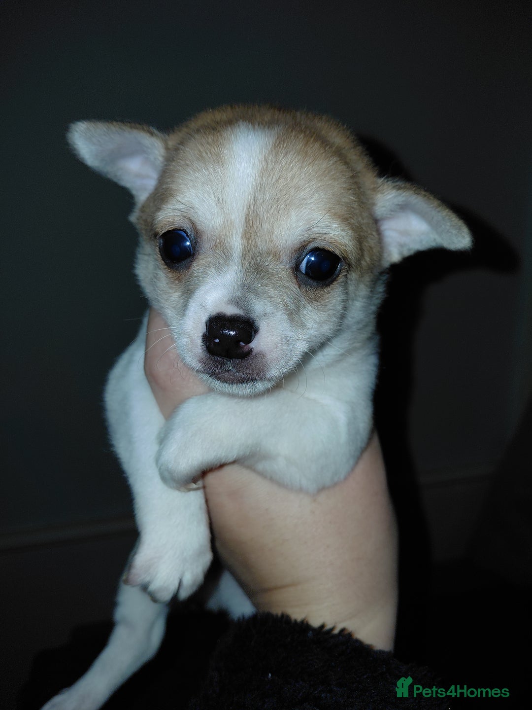 Chihuahua dogs for sale: Chihuahua pups - Advert 2