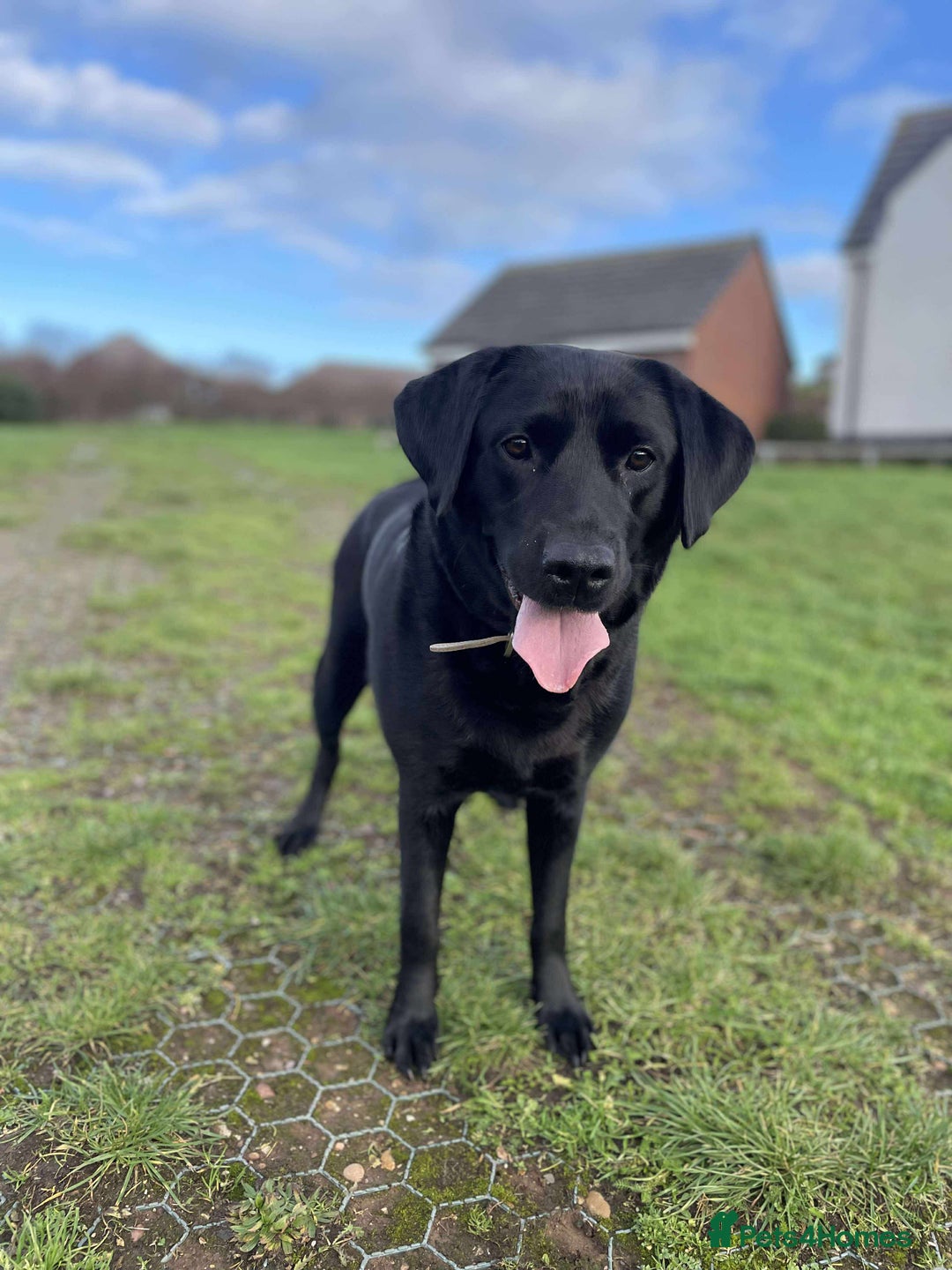 Labrador Retriever dogs for sale: Healthy Labrador Puppies Looking for Forever Homes - Advert 4