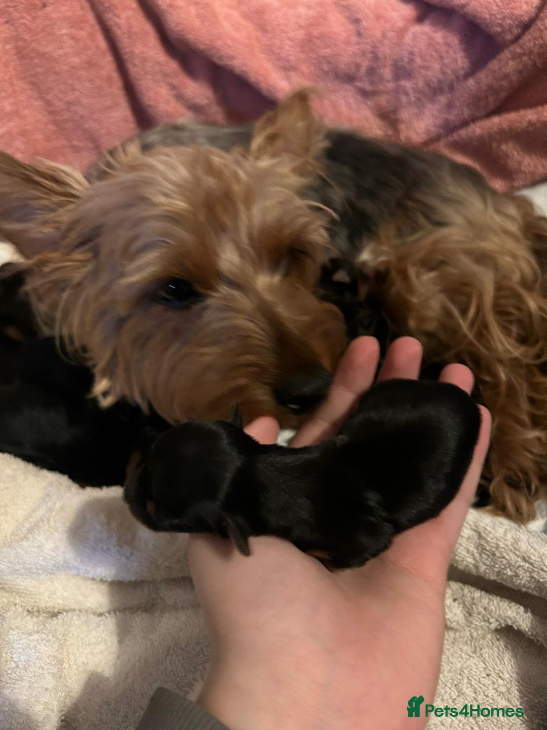 Yorkshire Terrier dogs for sale: Yorkshire terrier  - Advert 17