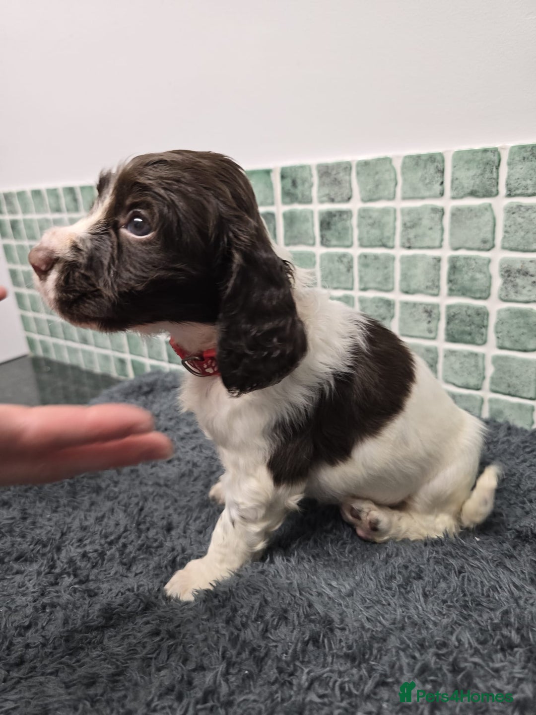 Sprocker dogs for sale: Sprocker Puppies - Advert 25