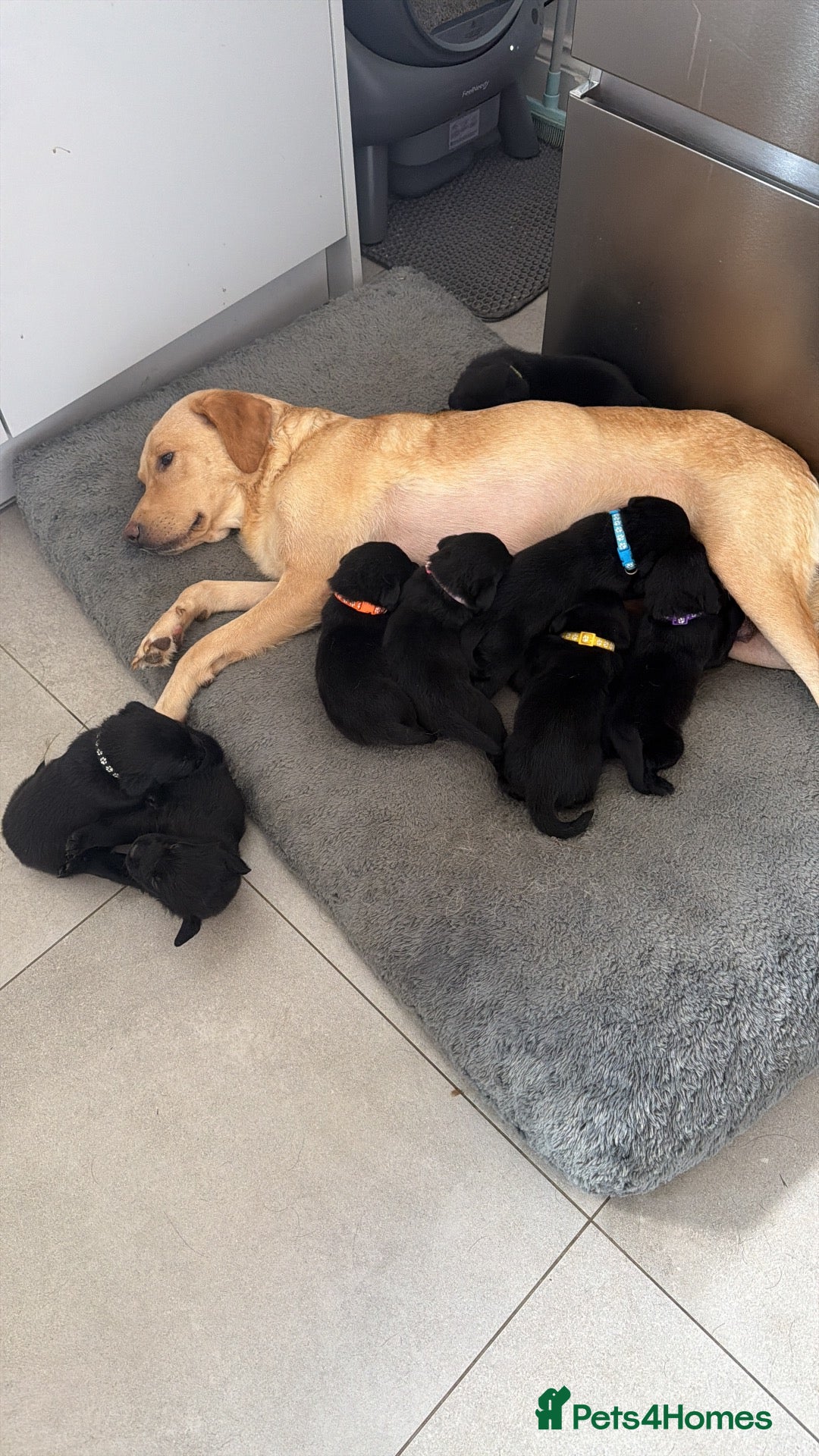 Labrador Retriever dogs Chunky black Labrador pups 💕 - Advert 2