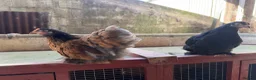 Chickens poultry for sale: POL pekin bantam hens - Advert 7