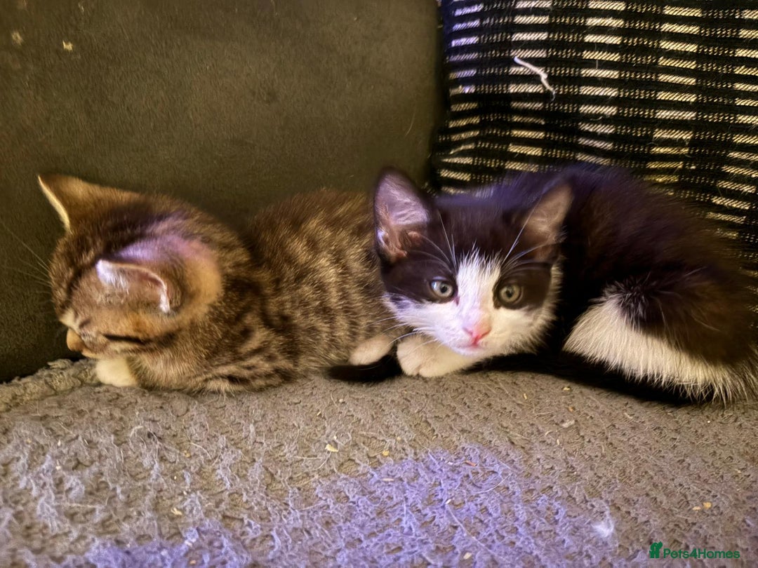 Mixed Breed cats for sale: Gorgeous Half ragdoll kittens - Image 7