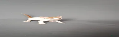 Cornish Rex 1
