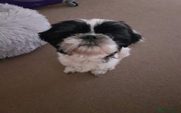 Shih Tzu dogs for sale: Albert in Aylesbury - Image 1