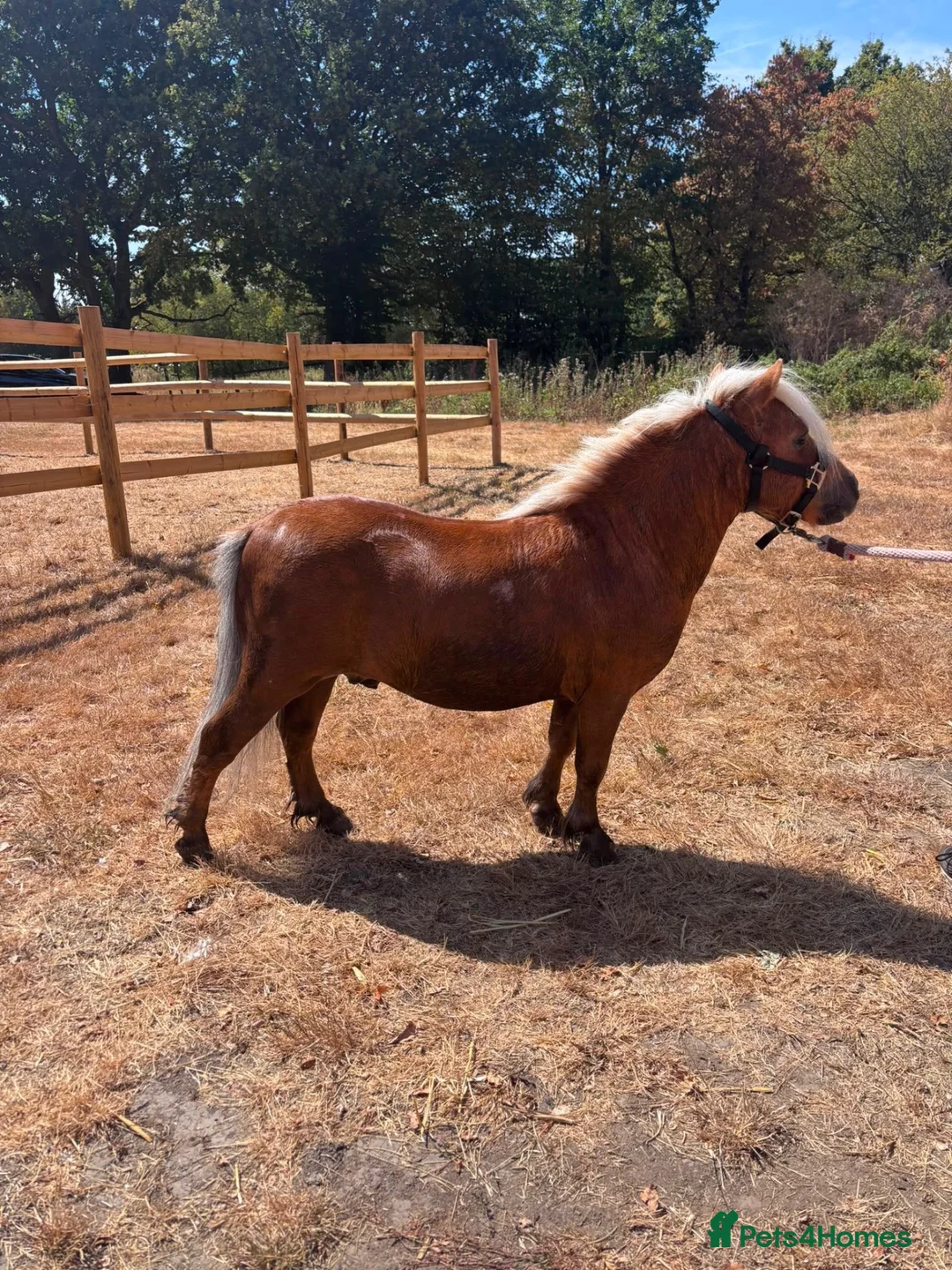 Shetland pony horses for sale: Ronnie and Reggie looking for their forever home in Hatfield - Advert 1