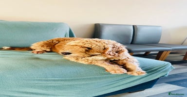 Cockapoo dogs Cocapoo dachund - Advert 5