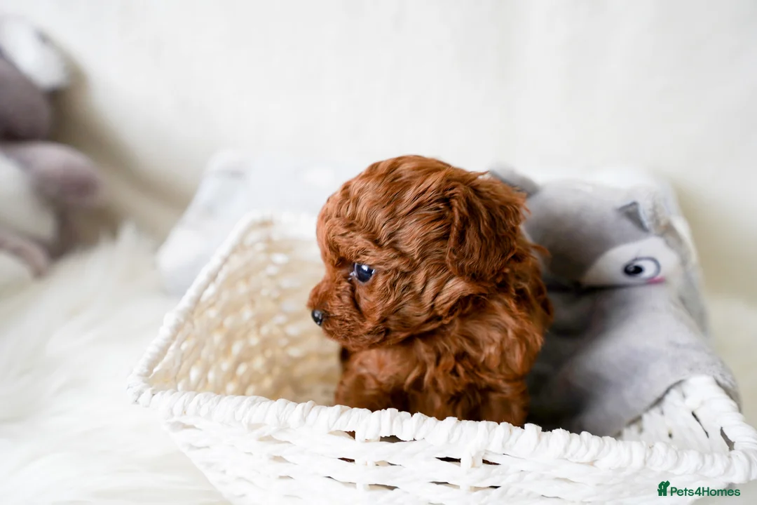 Toy Poodle dogs for sale: Gorgeous Asian Toy Poodle - Advert 8