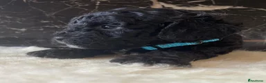 Shihpoo 4