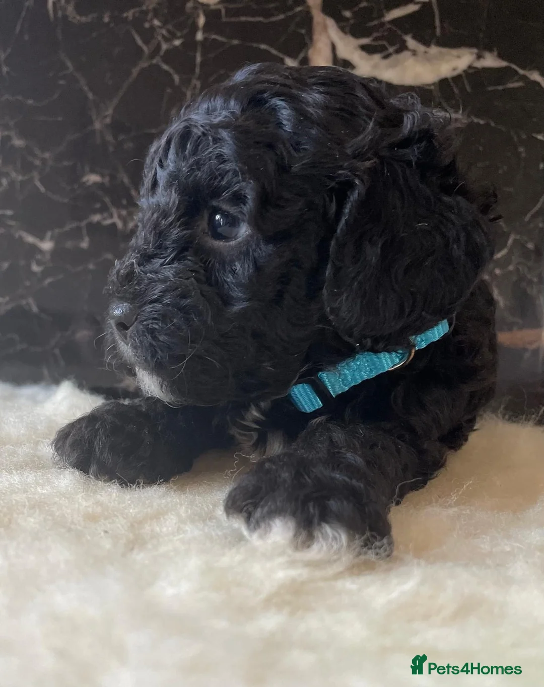 Shihpoo dogs for sale: Rare PRA clear health tested Shihpoo x Puppies  - Advert 29