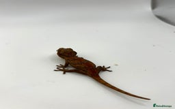 Gecko reptiles for sale: High red gargoyle geckos  - Image 4