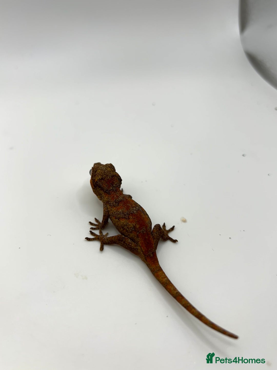 Gecko reptiles for sale: High red gargoyle geckos  - Image 4