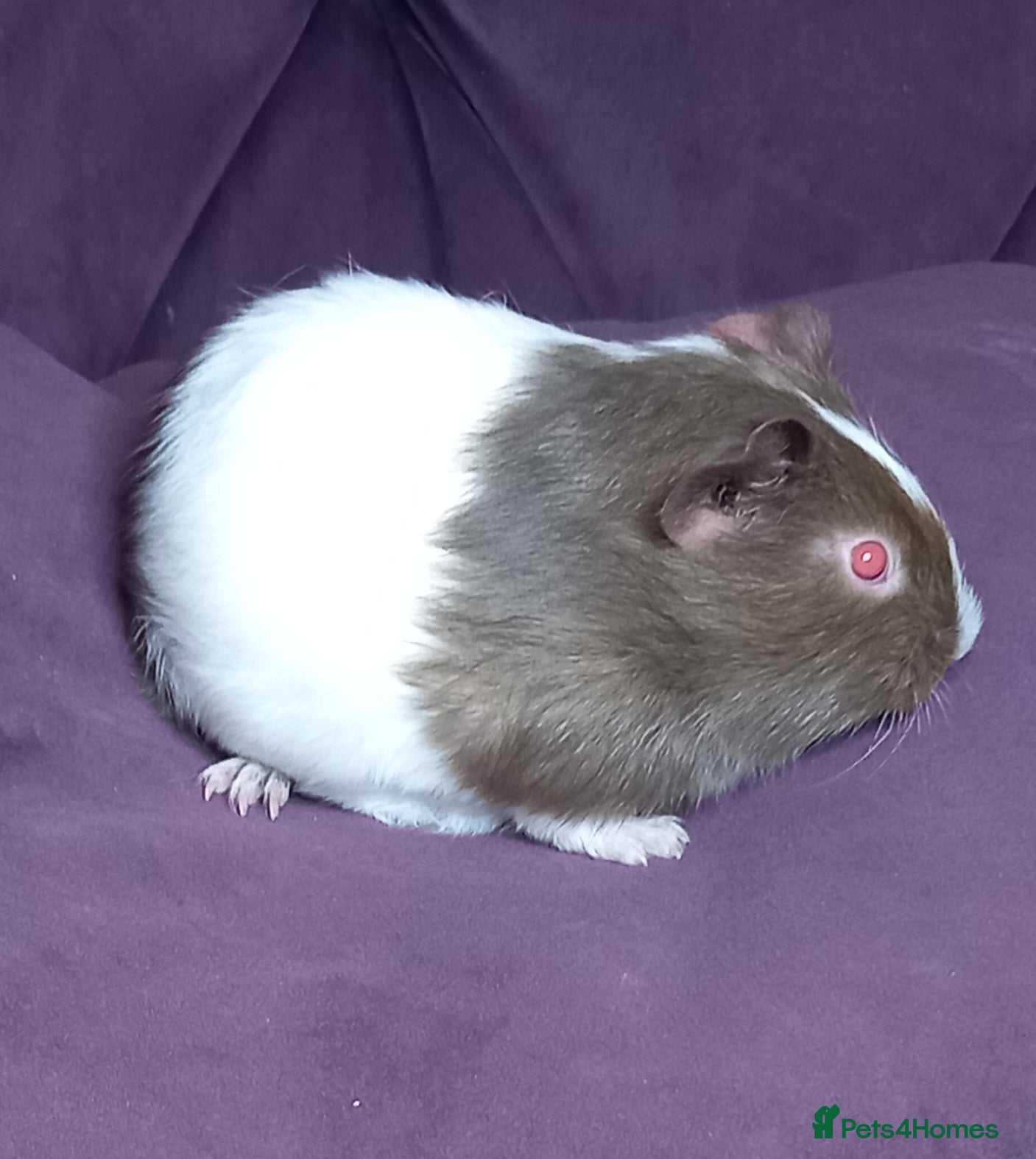 Guinea Pig rodents Baby Guinea Pigs for Sale - Advert 2