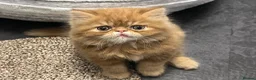 Persian cats for sale: 🐾 Pure Persian Kittens  🐾 in Manchester - Advert 2