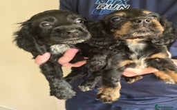 Cocker Spaniel dogs for sale: Cocker Spaniel puppies  - Image 10