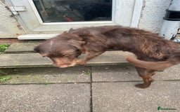 Labradoodle dogs for sale: Lola. - Image 1