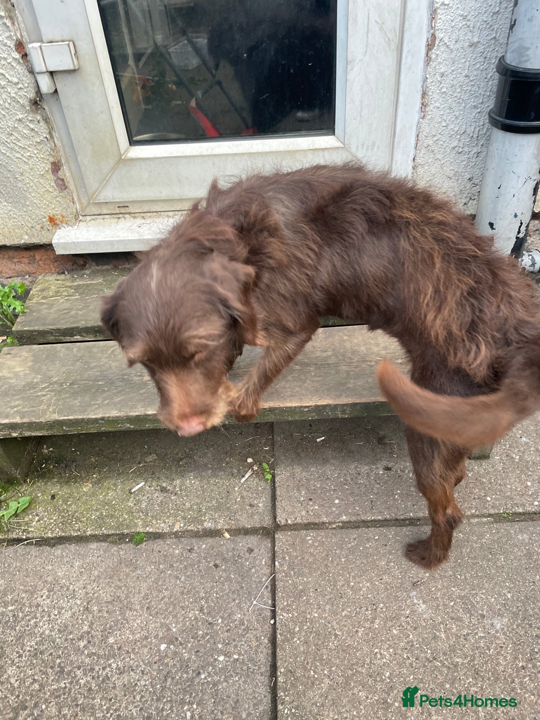 Labradoodle dogs for sale: Lola. - Image 1
