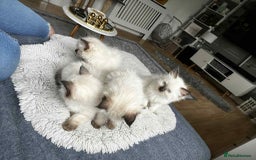 Ragdoll cats for sale: 4 kittens looking for a new home. - Image 5