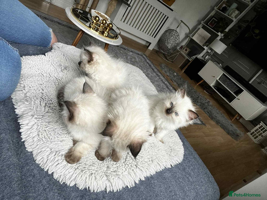 Ragdoll cats for sale: 4 kittens looking for a new home. - Image 5