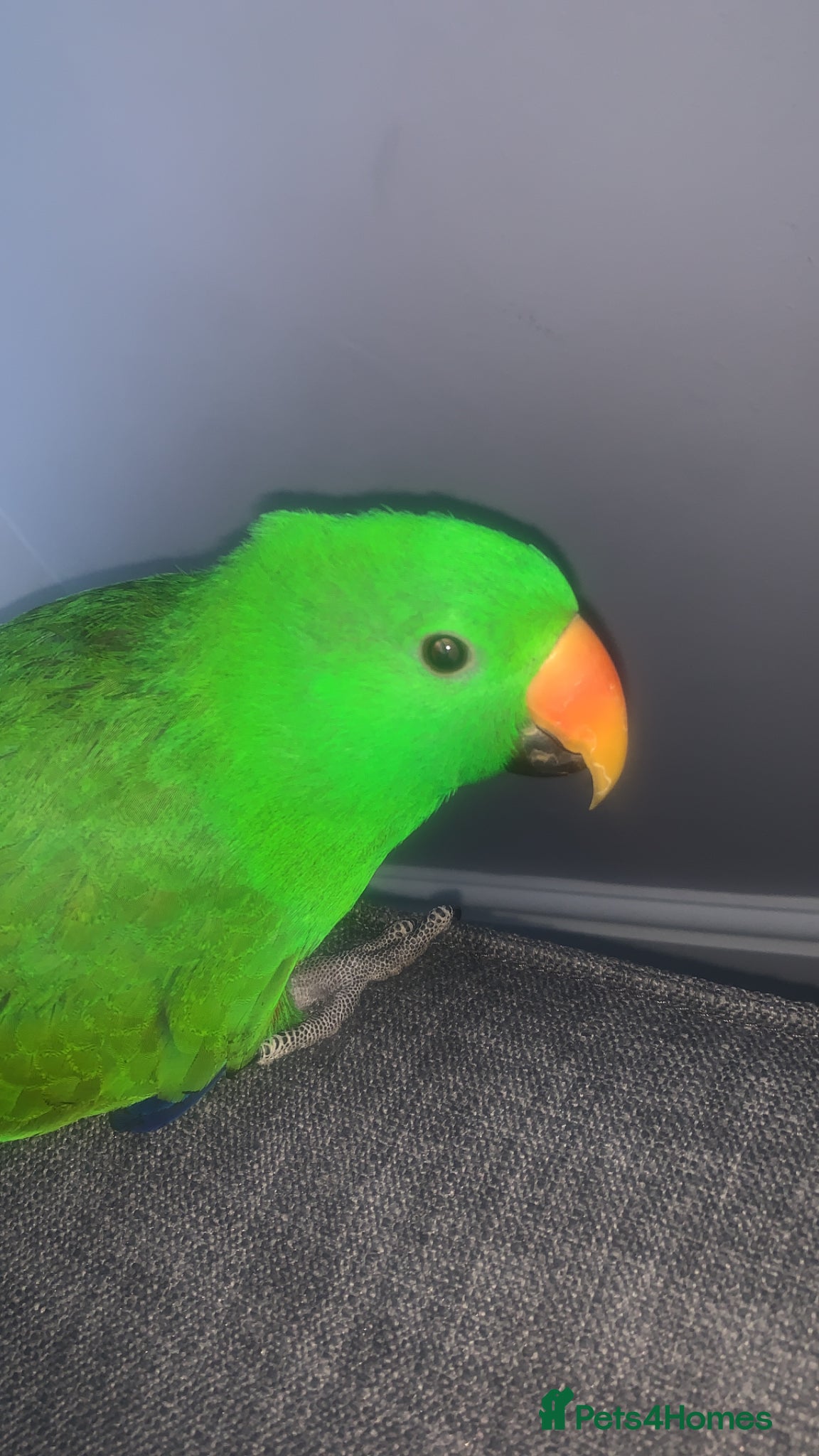 Parrots birds Eclectus parrot - Advert 1