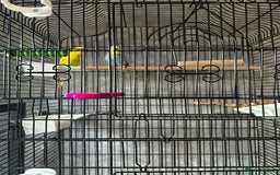 Budgerigars birds for sale: Bird cage with 2 Budgies  - Advert 2